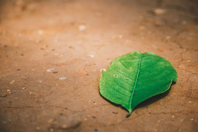 Fallen green leaf on surface