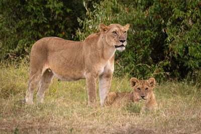 Lioness stands guarding cub in long grass