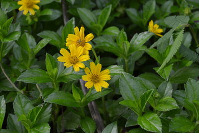 Close-up of yellow flowers blooming outdoors