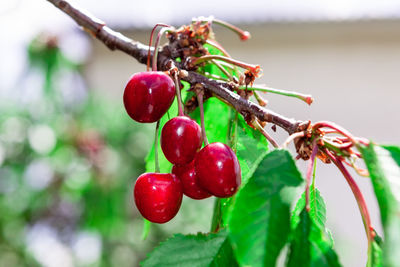 Close-up of red berries on tree