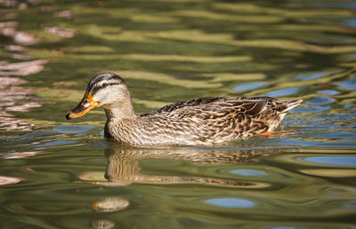 Side view of a duck in lake