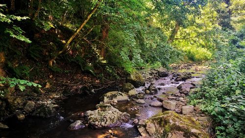 Scenic view of waterfall in forest