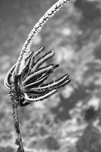 Close-up of wilted plant on field