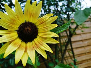 Close-up of sunflower