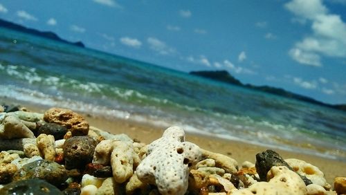 Close-up of shells on beach against sky