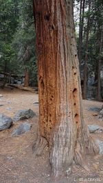 Close-up of tree trunk in forest