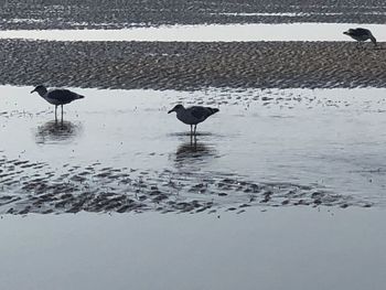 Seagulls perching on the beach