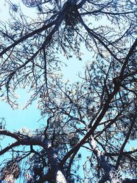 Low angle view of bare trees against sky