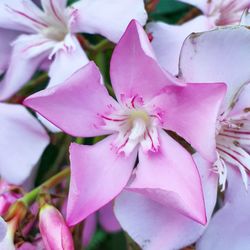 Close-up of pink flowers blooming outdoors