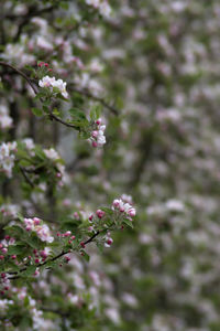 Close-up of pink cherry blossoms in spring