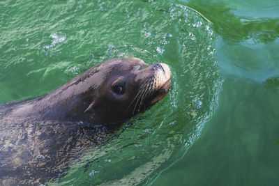 High angle view of seal swimming in sea