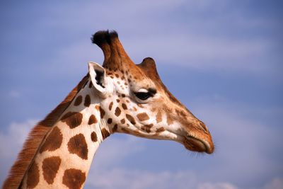 Low angle view of giraffe