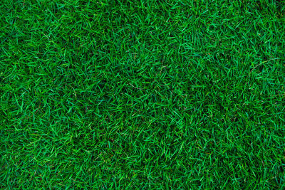 Full frame shot of green grass