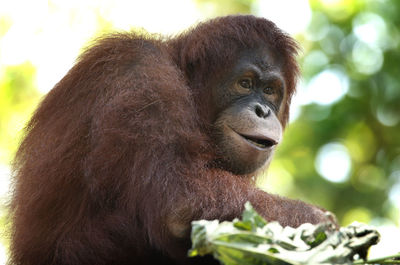 Close-up of gorilla looking away