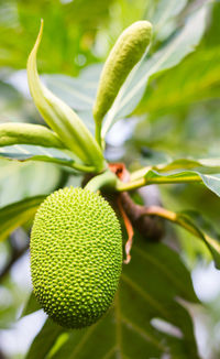 Close-up of fruit growing on plant