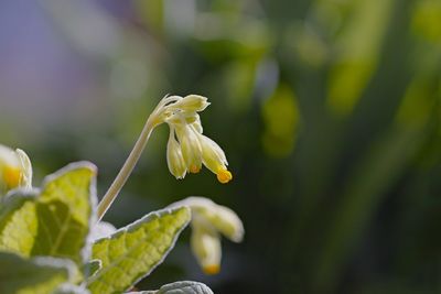 Close-up of white flowering plant