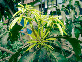 Close-up of fresh green plant