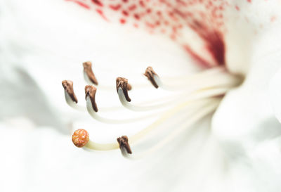 High angle view of white roses