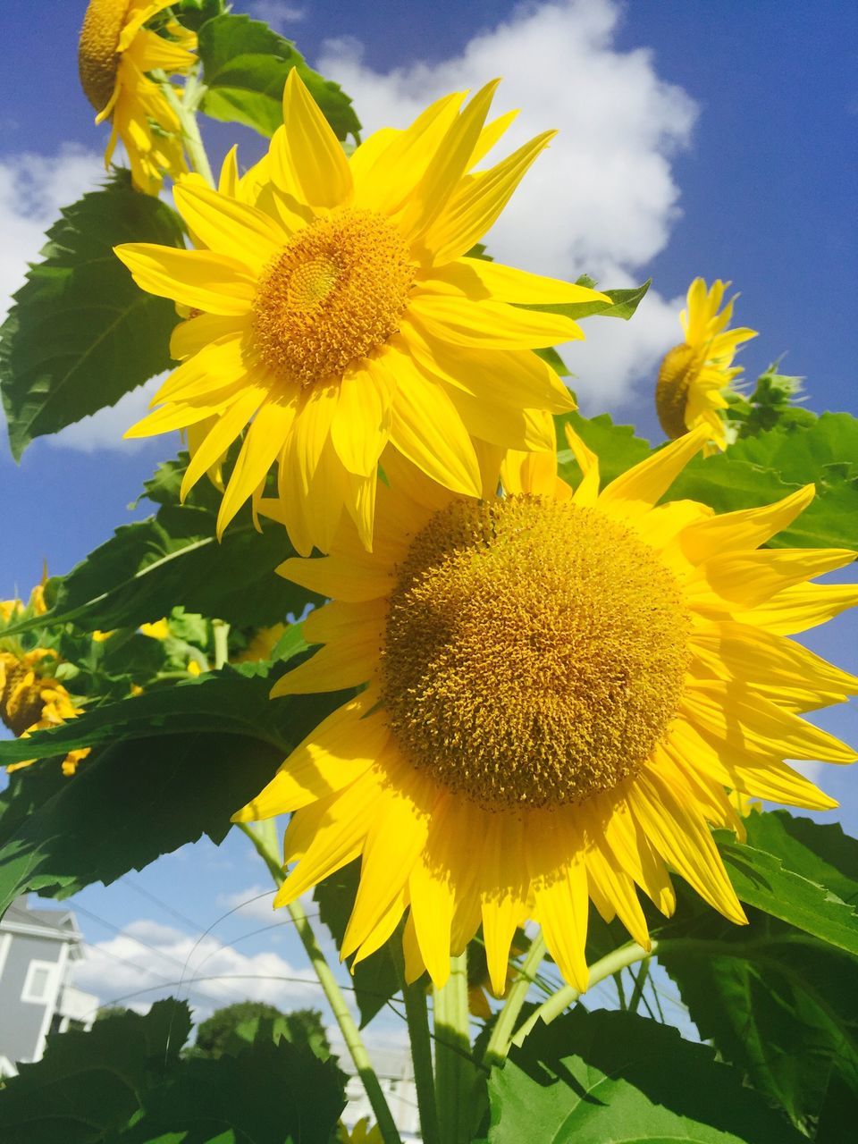 flower, yellow, freshness, sunflower, fragility, petal, growth, flower head, beauty in nature, sky, blooming, nature, plant, pollen, close-up, low angle view, leaf, in bloom, day, sunlight