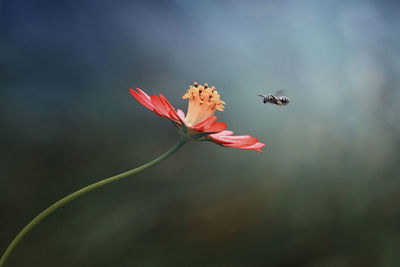 Close-up of insect pollinating on flower