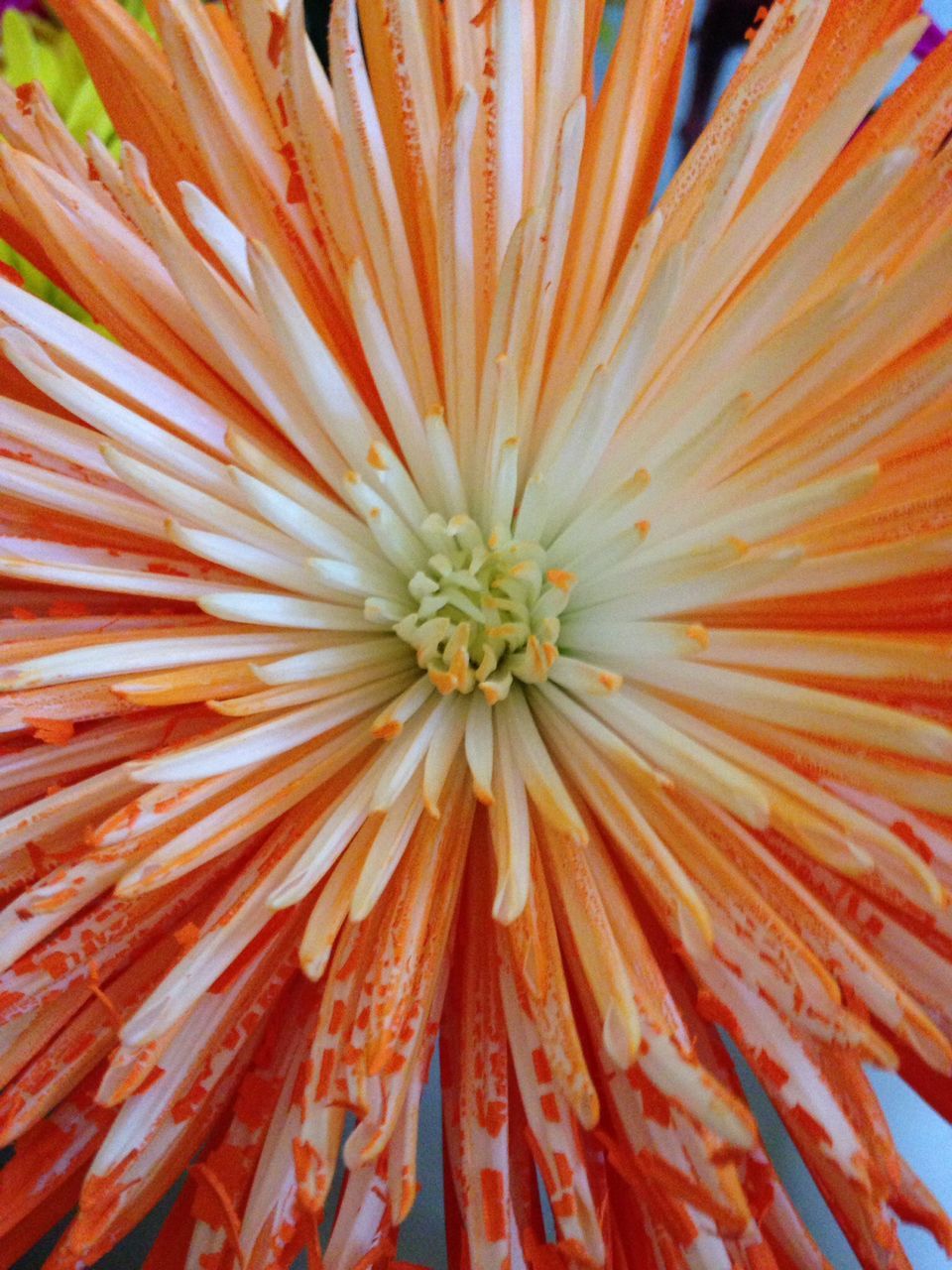 full frame, backgrounds, close-up, textured, red, pattern, natural pattern, detail, nature, freshness, no people, beauty in nature, flower, growth, macro, day, outdoors, high angle view, fragility, petal