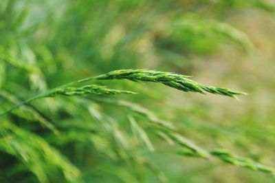 Close-up of wheat growing on field