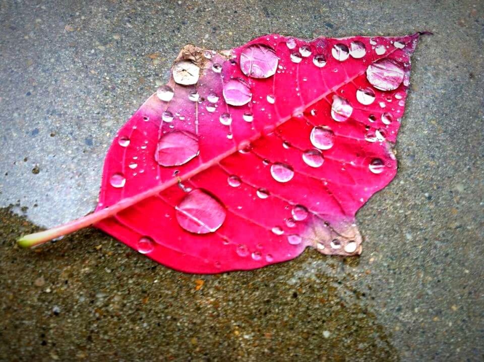 CLOSE-UP OF WATER DROPS ON RED LEAF