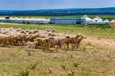 Sheep in a field