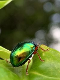 Close-up of insect on leaf