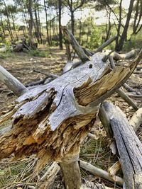 Close-up of fallen tree trunk in forest