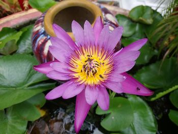 Close-up of pink water lily