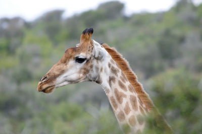 Giraffe in the wild, east africa