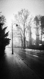 Bare trees along road