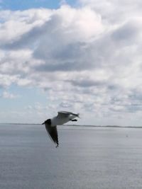 Seagull flying over sea