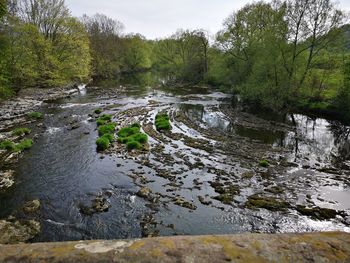 Scenic view of river stream amidst trees in forest