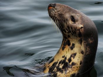 Close-up of seal in sea