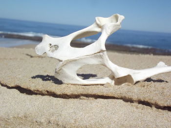 Close-up of animal skull on beach
