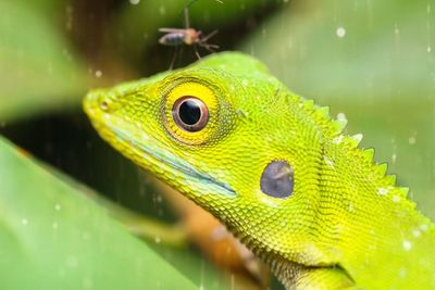 Close-up of green lizard during rainy season