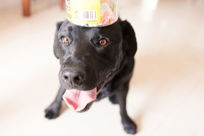 Close-up of labrador carrying dog food in jar