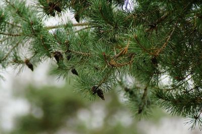 Close-up of pine tree branch