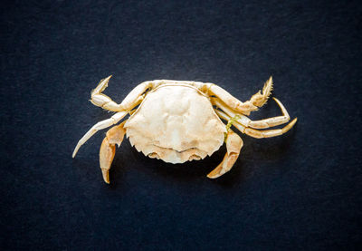 High angle view of crab on black background