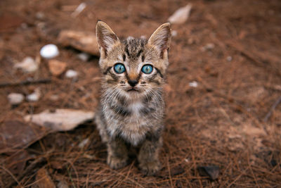 Portrait of kitten on carpet