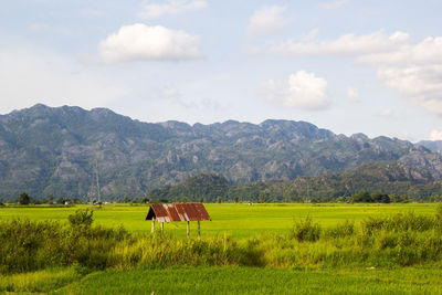 Scenic view of agricultural field against sky