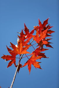 Low angle view of maple leaves against clear blue sky