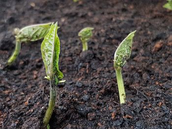 Plant growing on field