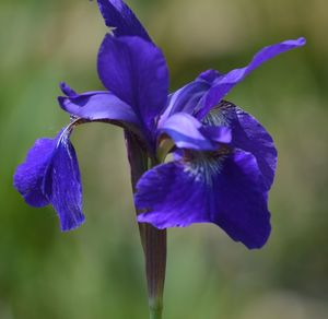 Close-up of purple iris