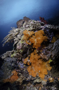 Close-up of coral in sea