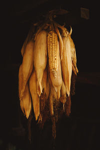 Close-up of dried hanging against black background