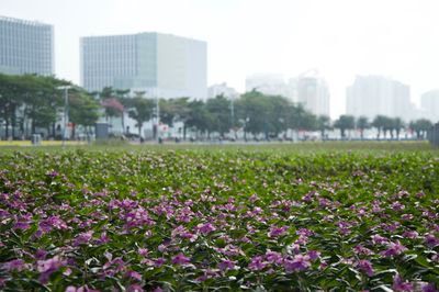 Flowers growing on field by buildings against clear sky