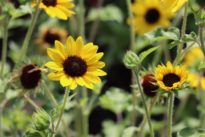 Close-up of yellow flowering plants on field